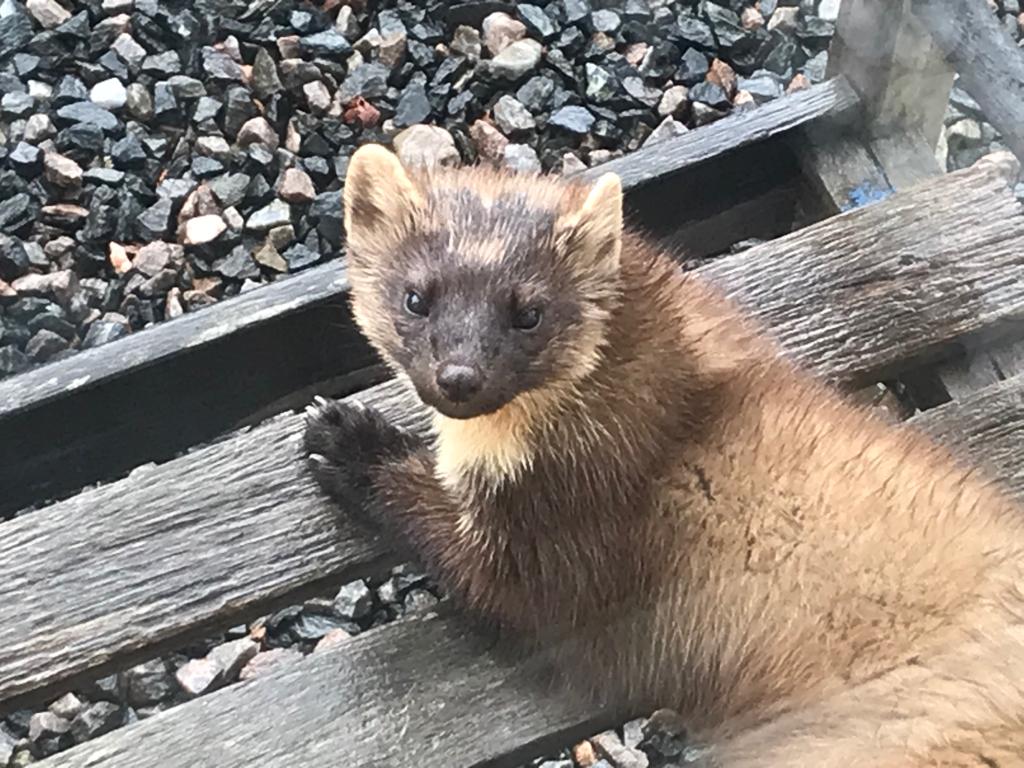 Local visitors, rare Pine Marten