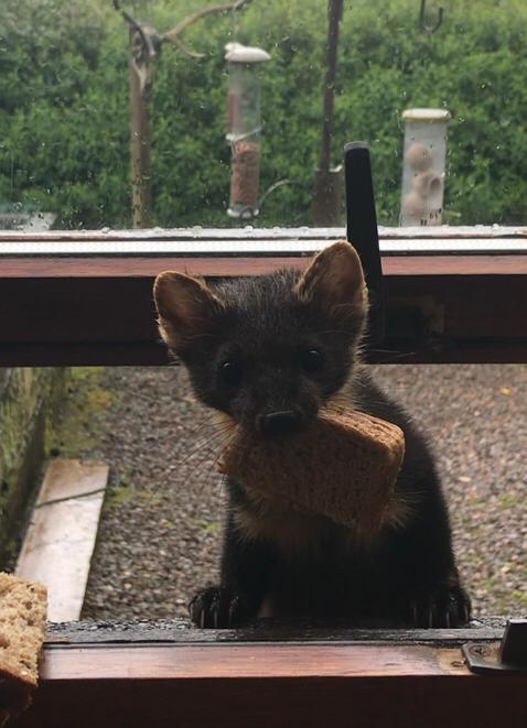 Local visitors, rare Pine Marten